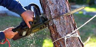 Best Tree Health Inspection  in Timber Pines, FL